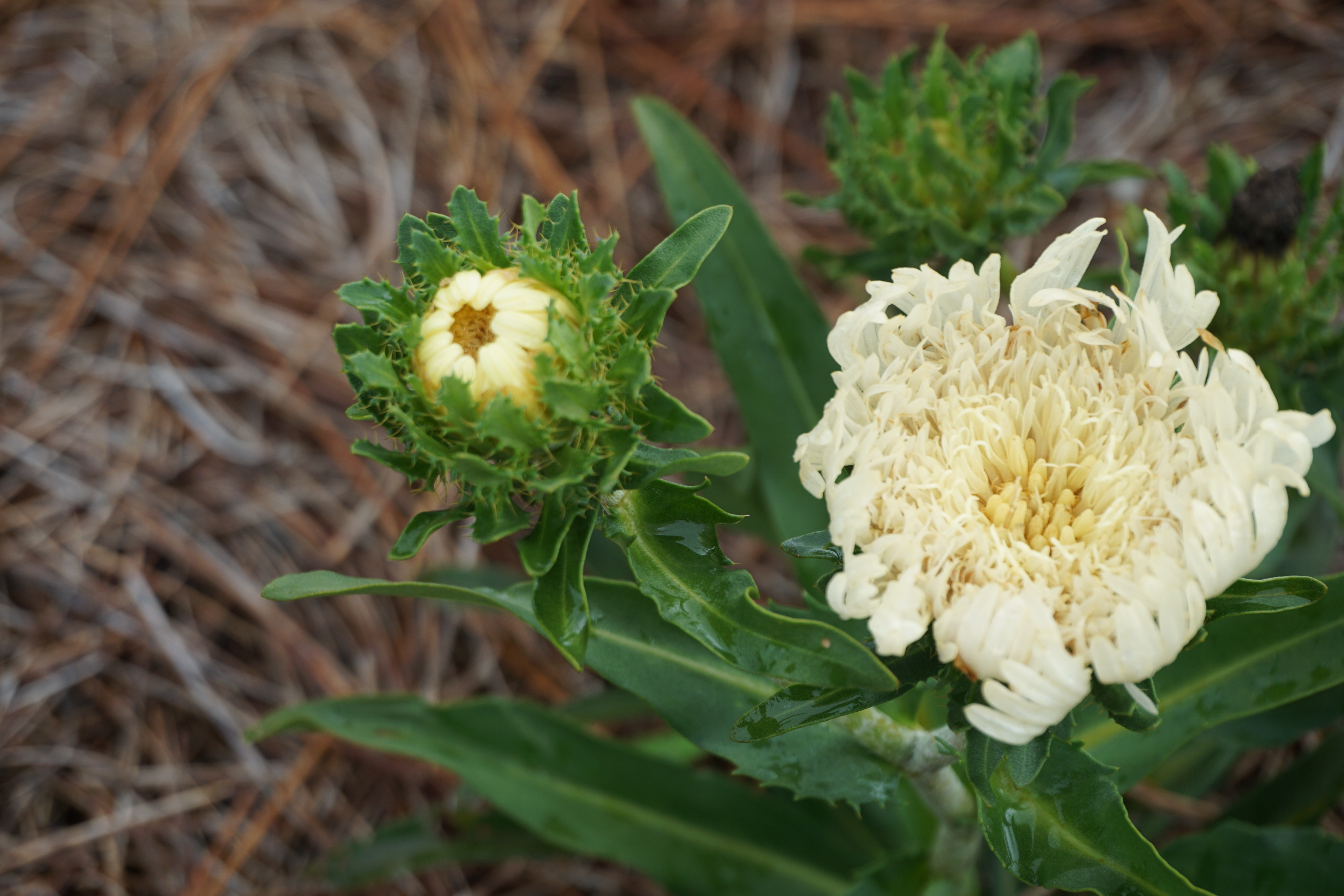Louisiana Super Plants: Stokesia